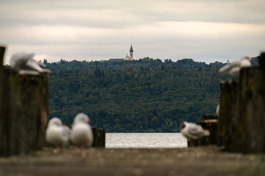 gavines, web, llac, monestir, monestir andechs, ammersee, embarcador, moll del vaixell, kai, fusta, bosc, baviera, Alemanya, relaxació, descans, festa, arquitectura i edificis, Església, llocs de viatges, arquitectura, temes d'animals, núvol - cel, ocell, un animal, cap gent, a l'aire lliure, estructura construïda, exterior de l'edifici, naturalesa, arbre, grup d’animals, cel, animal, dia, centrar-se en fons, enfocament selectiu, planta, vertebrats, edifici, animals a la natura, 5K