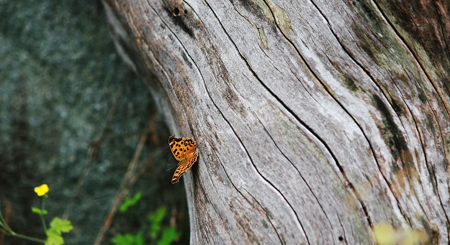 albero, tronco d'albero, legna, foresta, farfalla, insetto, ala, natura, luminosa, piccolo, delicato, fragile, colorato, antenne, proboscide, torace, selvaggio, entomologia, metamorfosi, all'aperto, vita, invertebrato, fauna selvatica, temi animali, animale, animali allo stato selvatico, un animale, legno - materiale, nessuno, giorno, tronco, strutturato, avvicinamento, pianta, bellezza nella natura, messa a fuoco selettiva, farfalla - insetto, 1080P