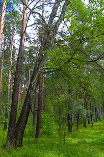 hutan, musim semi, alam, pohon, di dalam hutan, sayuran hijau, berjalan-jalan, rumput, daun-daun hijau, pemandangan, menanam, di luar rumah, indah, pinus, Daun-daun, mungkin, semak, lingkungan Hidup, tanah, pertumbuhan, batang pohon, bagasi, warna hijau, ketenangan, keindahan di alam, tidak ada orang, adegan yang tenang, hari, scenics - alam, adegan non-urban, cabang, 4K, CC0, domain publik, bebas royalti