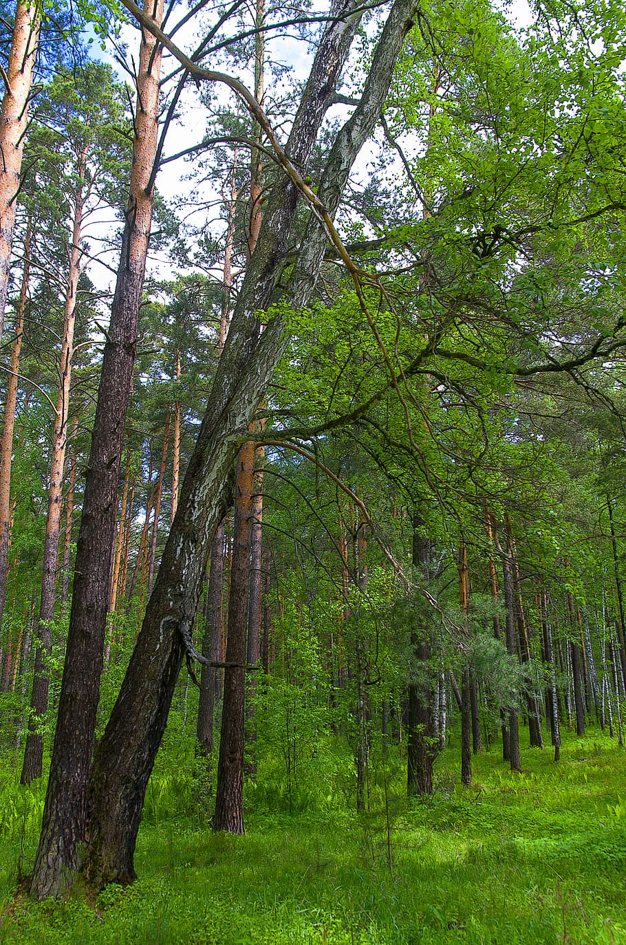 foresta, primavera, natura, alberi, nella foresta, verdura, passeggiare, erba, foglie verdi, paesaggio, pianta, all'aperto, albero, bellissimo, pino, le foglie, potrebbe, cespuglio, ambiente, terra, crescita, tronco d'albero, tronco, colore verde, la tranquillità, bellezza nella natura, nessuno, scena tranquilla, giorno, scenics - natura, bosco, scena non urbana, ramo, 4K