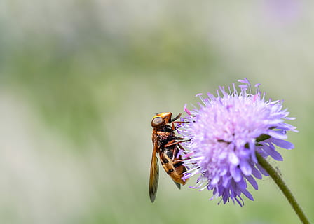 hoverfly, píce, pyl, hmyz, květ, nachový, diptera, létat, makro, vosa, včela, kvetoucí rostlina, bezobratlý, zvířat, zvíře, zvířata ve volné přírodě, krása v přírodě, jednoho zvířete, detail, rostlina, křehkost, zranitelnost, okvětní lístek, květu hlavy, svěžest, zaměřit se na popředí, opylování, nikdo, zvířecí křídlo, venku, jaro, 5K, CC0, veřejná doména, bez autorských práv