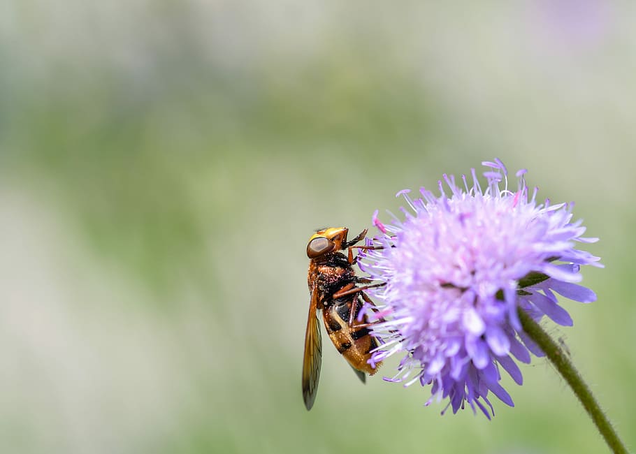 hoverfly, píce, pyl, hmyz, květ, nachový, diptera, létat, makro, vosa, včela, kvetoucí rostlina, bezobratlý, zvířat, zvíře, zvířata ve volné přírodě, krása v přírodě, jednoho zvířete, detail, rostlina, křehkost, zranitelnost, okvětní lístek, květu hlavy, svěžest, zaměřit se na popředí, opylování, nikdo, zvířecí křídlo, venku, jaro, 5K