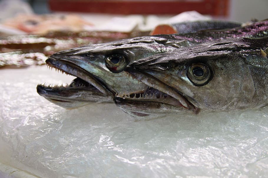 fisk, Echoppe, kødædende, fisk og skaldyr, tæt på, ingen mennesker, dag, et dyr, hvirveldyr, dyr, mad, mad og drikke, friskhed, marked, detail, til salg, kold temperatur, rå fødevarer, velvære, is, sund kost, markedsbod, fiskemarked, detailvisning, fiskeindustrien, dyr øje, 4K