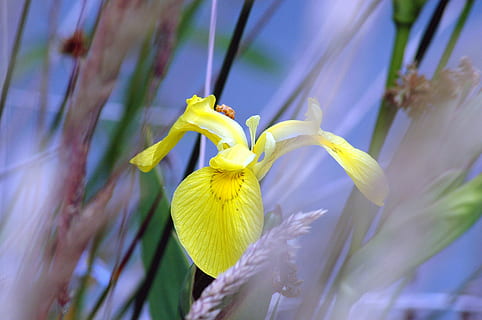 iris, gul, forår, blomster, natur, plante, blomstrende plante, blomst, skønhed i naturen, friskhed, vækst, skrøbelighed, sårbarhed, tæt på, kronblad, selektiv fokusering, ingen mennesker, blomsterstand, blomsterhoved, blomstre, udendørs, iris - plante, blødhed, 4K, CC0, offentligt domæne, royaltyfrie