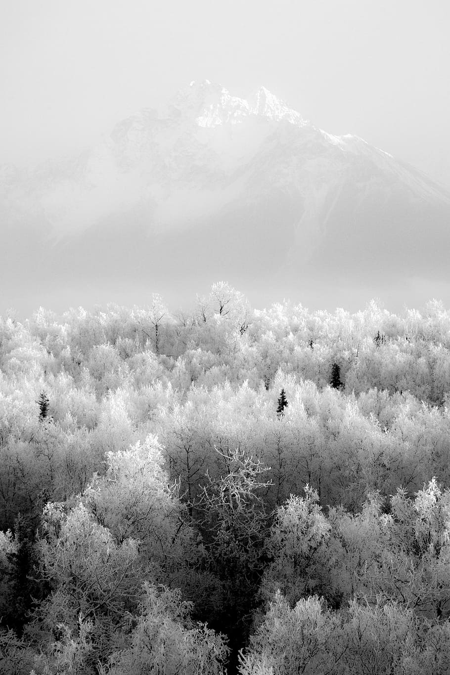 Graustufenbild, Wald, entfernt, Schnee, verschlossen, Berg, schneebedeckt, blätterte, Bäume, Berge, Baum, Natur, Schönheit in der Natur, Pflanze, Ruhe, ruhige Szene, keine Leute, Wachstum, Tag, Szenen - Natur, Umgebung, Landschaft, Land, Winter, Nicht-städtische Szene, draußen, kalte Temperatur, 2K