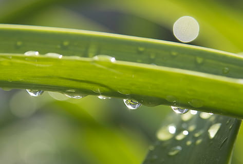 goteo, lluvia, gota de agua, hoja, Gotas de lluvia, con cuentas, macro, planta, reflexión, ligero, lichtspiel, brillo, fotografía macro, agua, color verde, soltar, mojado, frescura, de cerca, nadie, naturaleza, parte de la planta, crecimiento, belleza en la naturaleza, al aire libre, Rocío, vulnerabilidad, pureza, centrarse en primer plano, enfoque selectivo, brizna de hierba, enfoque suave, 4K, CC0, dominio público, libre de derechos