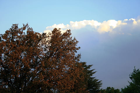 nuvole, cumulo, bianca, grande, pesante, ombreggiato, prendere la luce del sole, albero, le foglie, illuminato, gold-rust, cielo, natura, foresta, all'aperto, blu, pianta, bellezza nella natura, Inquadratura dal basso, crescita, la tranquillità, autunno, nessuno, nuvola - cielo, giorno, scenics - natura, modificare, scena tranquilla, scena non urbana, luce del sole, ramo, idilliaco, baldacchino di albero, 4K, CC0, dominio pubblico, privo di copyright