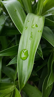 verde, foglia, natura, foglia verde, foglie verdi, ambiente, pianta, estate, primavera, colore, freschezza, biologico, luminosa, fogliame, crescita, naturale, albero, macro, ecologia, eco, lussureggiante, foresta, ambientale, design, struttura, fresco, botanica, giardino, acqua, bianca, ramo, le foglie, colore verde, parte vegetale, bellezza nella natura, avvicinamento, nessuno, giorno, concentrarsi sulle conoscenze acquisite, all'aperto, vista dall'alto, far cadere, bagnato, fiore, vulnerabilità, 5K, CC0, dominio pubblico, privo di copyright