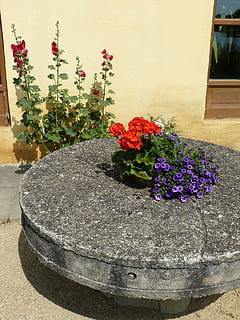 Mühle, Mühlstein, Stein, Scheibe, Geranie, Aktie stieg, Blumen, Blume, Pflanze, keine Leute, draußen, Tag, Nahansicht, blühende Pflanze, Natur, Frische, Schönheit in der Natur, Verletzlichkeit, Zerbrechlichkeit, Wachstum, Topfpflanze, Wandbau - Funktion, die Architektur, Blütenblatt, Blumentopf, Dekoration, lila, Blütenkopf, 4K, CC0, gemeinfrei, lizenzfrei