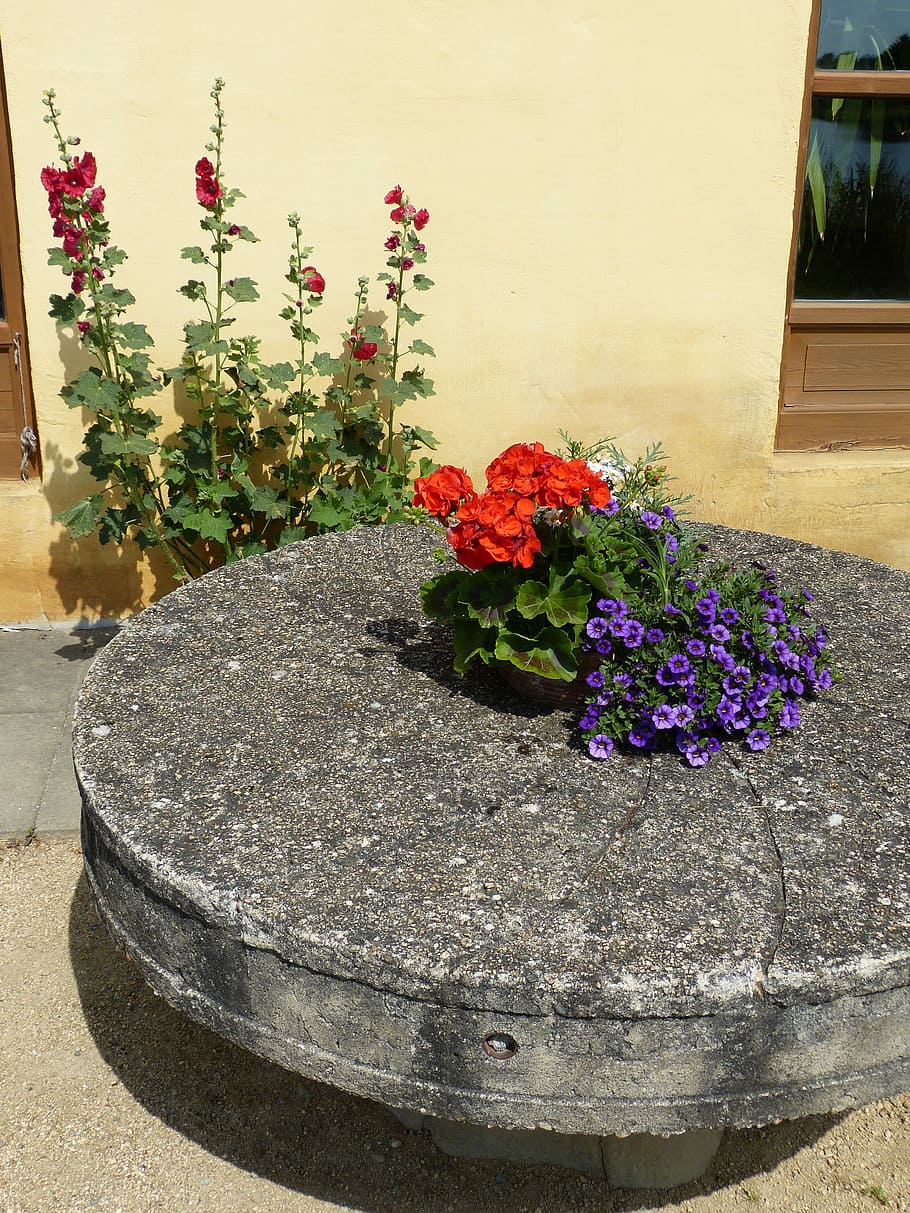 mulino, macina, pietra, disco, geranio, magazzino rosa, fiori, fiore, pianta, nessuno, all'aperto, giorno, avvicinamento, pianta fiorita, natura, freschezza, bellezza nella natura, vulnerabilità, fragilità, crescita, pianta in vaso, caratteristica della parete, architettura, petalo, vaso di fiori, decorazione, viola, testa di fiore, 4K