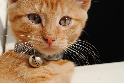 orange, tabby, kat, iført, klokke, hals, killing, dyr, bebe, nuttet, kæledyr, indenlandske, pattedyr, husdyr, dyre temaer, et dyr, indenlandske kat, feline, bakkenbart, hvirveldyr, tæt på, portræt, dyr kropsdel, ingen mennesker, fokus på forgrunden, kigger på kameraet, indendørs, leder, dyr hoved, ingefær kat, dyr øje, munden åben, snude, 4K, CC0, offentligt domæne, royaltyfrie