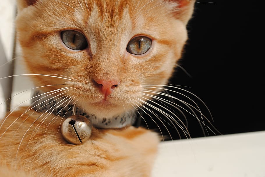 taronja, tabby, gat, portar, timbre, coll, gatet, animals, bebe, bonic, mascota, nacional, mascotes, mamífer, animals domèstics, temes d'animals, un animal, animal, gat domèstic, felí, bigotis, vertebrats, primer pla, retrat, part del cos dels animals, cap gent, centrar-se en primer pla, mirant la càmera, a l'interior, mirant, cap d’animals, gat de gingebre, ull d’animals, boca oberta, musell, 4K