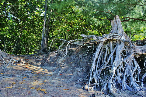 rot, trerot, hanalei, Kauai, hawaii, tre, organisk, jordbruk, utendørs, miljø, stamme, blader, grener, natur, skog, villmark, skogen, anlegg, land, ro, skjønnhet i naturen, vekst, ingen folk, trestamme, dag, plante del, gren, rolig scene, ikke-urbane scene, grønn farge, naturskjønnhet - natur, fallet tre, rennende vann, 5K, CC0, offentlig domene, opphavsrett gratis