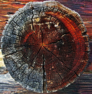 bark, circular, round, texture, timber, tree, tree trunk, trunk, weathered, wood, wooden, wood - Material, backgrounds, pattern, abstract, old, tree stump, tree ring, close-up, textured, natural pattern, nature, cross section, no people, log, shape, deforestation, brown, day, outdoors, wood grain, concentric, 2K, CC0, public domain, royalty free