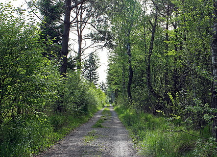 camí forestal, carril, bosc, arbres, lluny, pistola, planta, arbre, creixement, direcció, terra, color verd, tranquil·litat, el camí a seguir, bellesa a la natura, escena tranquil·la, naturalesa, sendera, cap gent, carretera, dia, escena no urbana, transport, escenics - natura, perspectiva decreixent, a l'aire lliure, ruta, llarg, 4K, CC0, domini públic, lliure de regalies