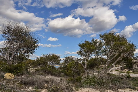 medžiai, coppice, kopos, kelias, dangus, debesys, pobūdį, kraštovaizdį, pajūrio, peizažas, makronissos, aiaia napa, Kipras, Viduržemio jūros, mėlyna, medis, augalų, debesis - dangus, grožis gamtoje, vaizdai - gamta, augimą, ramybė, dieną, nėra žmonių, žemės, ramioje scenoje, ne miesto scenoje, aplinką, lauke, žemas kampo vaizdas, krūmas, pusiau sausas, 5K, CC0, Viešasis domenas, nemokamai