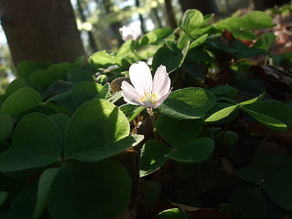 klee, Acetosa, primavera, foresta, verde, pianta, luce, ombra, sole, fiorire, fioritura, foglia, parte vegetale, crescita, pianta fiorita, fiore, bellezza nella natura, freschezza, fragilità, vulnerabilità, avvicinamento, natura, petalo, colore verde, giorno, nessuno, testa di fiore, infiorescenza, concentrarsi sulle conoscenze acquisite, luce del sole, all'aperto, 2K, CC0, dominio pubblico, privo di copyright