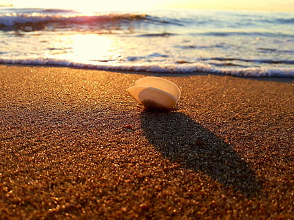 shell, sand, sunset, sea, beach, evening sun, baltic sea, baltic sea beach, darss, darß, background, nature, panorama, summary, golden, waters, water, land, beauty in nature, sunlight, selective focus, no people, tranquility, sport, wave, sky, day, tranquil scene, scenics - nature, outdoors, surface level, 2K, CC0, public domain, royalty free