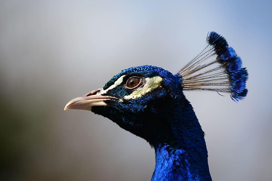 păun, cap, a închide, pene, un animal, pasăre, animale tematice, animal, animale sălbatice, animale în sălbăticie, animale vertebrate, partea corpului animalului, să se concentreze asupra primelor elemente, albastru, cap de animal, zi, cioc, nici o persoana, natură, animal de sex masculin, uitându-se departe, in cautarea, vizualizare profil, gâtul animalului, ochi de animale, 5K