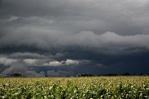 storm, regnmoln, moln, sol, flygande, solsken, himmel, skön, moln i solen, moln - himmel, storm moln, miljö, skönhet i naturen, landa, åskväder, fält, landskap, lantbruk, växt, beskära, inget folk, scenics - natur, natur, dramatisk himmel, landsbygden scen, mulen, regn, olycksbådande, utomhus, mörk, skyfall, kraft i naturen, meteorologi, 5K, CC0, offentligt domän, royaltyfria