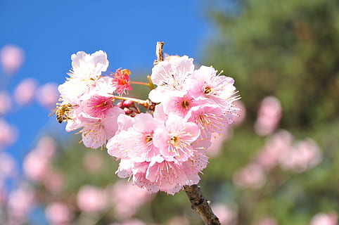 ciliegia, Florida, primavera, colore rosa, natura, albero, fiore, ramo, pianta, petalo, testa di fiore, fiorire, Giappone, avvicinamento, freschezza, pianta fiorita, fragilità, bellezza nella natura, vulnerabilità, crescita, concentrarsi sulle conoscenze acquisite, infiorescenza, giorno, nessuno, all'aperto, fiore di ciliegio, fiore di pruno, polline, ciliegio, un mazzo di fiori, 4K, CC0, dominio pubblico, privo di copyright