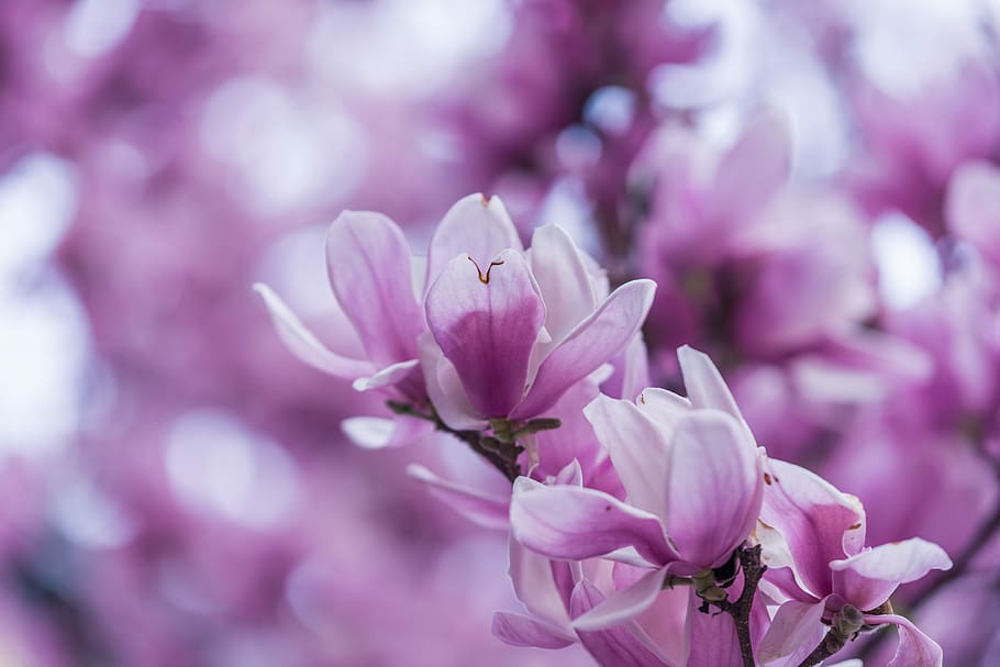 Makroaufnahme, lila, Orchideen, Makrofotografie, Blütenblatt Blume, Baum, Frühling, Blume, Blühen, Ast, Kirschblüte, Rosa, Natur, Nahansicht, Detail, Makro, Blütenblatt, pinke Blume, Magnolienblume, Magnolienbaum, Magnolium, blühende Pflanze, pinke Farbe, Pflanze, Schönheit in der Natur, Frische, Zerbrechlichkeit, Verletzlichkeit, Wachstum, Blütenkopf, keine Leute, Blütenstand, Schönheit, Fokus auf den Vordergrund, draußen, Weichheit, Blumenschmuck, Strauß, Blumenstrauß, 5K