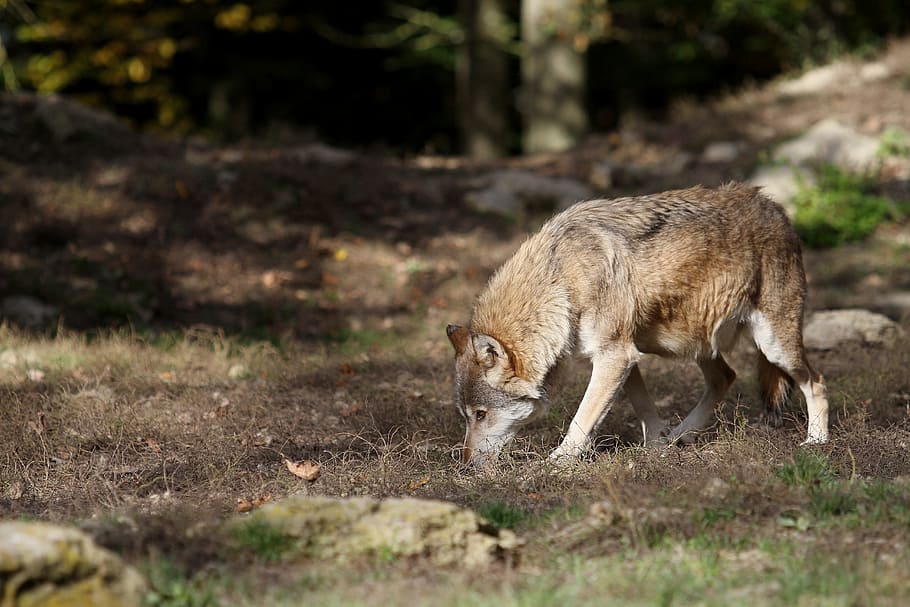 llop, timberwolf, depredador, naturalesa, paquet, Canadà, fotografia de fauna salvatge, scheu, animal salvatge, paquets d'animals, fauna animal, un animal, mamífer, animals a la natura, cap gent, vista lateral, vertebrats, dia, longitud completa, a l'aire lliure, herba, terra, caça d’animals, enfocament selectiu, mascotes, 5K