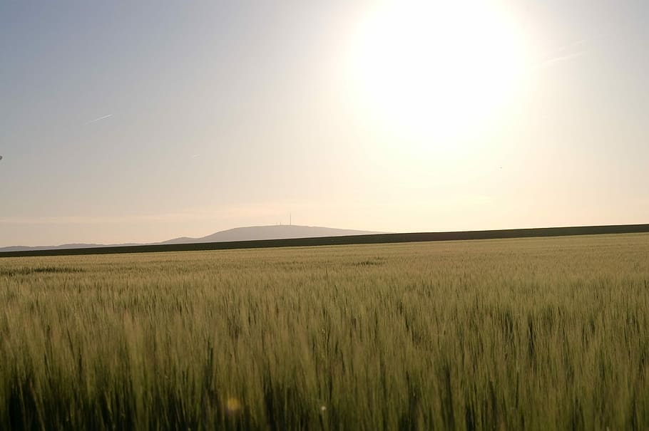 montaña del trueno, puesta de sol, montaña, campo, agricultura, Renania Palatinado, caminar, cosecha, solo, solitario, idilio, relajante, descanso, armonía, planta de cereal, Dom, naturaleza, paisaje, cielo, tierra, cultivo, belleza en la naturaleza, ambiente, escena rural, luz del sol, planta, crecimiento, horizonte, horizonte sobre tierra, tranquilidad, destello de lente, nadie, al aire libre, brillante, 2K
