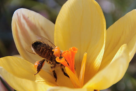 abelha, néctar, mosca, forrageamento, prenúncio da primavera, abelha na parte de trás mentindo, inseto, açafrão, frühlingsanfang, coletar pólen, Flor, natureza, planta com flores, pétala, fragilidade, vulnerabilidade, fechar-se, frescura, cabeça de flor, invertebrado, um animal, animais selvagens, beleza na natureza, temas animais, animal, plantar, animais em estado selvagem, inflorescência, pólen, crescimento, ninguém, ao ar livre, polinização, 1080P, CC0, domínio público, royalty free