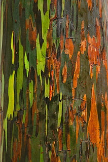 grøn, orange, sort, abstrakt, maleri, Brun, træ, mønster, farve, udendørs, natur, Palme træ, løv, jungle, Skov, plante, tæt på, sommer, håndflade, naturfotografering, detalje, makro, telefon baggrund, pauseskærm, fuld ramme, baggrunde, forvitret, ingen mennesker, tekstureret, maling, dag, murbygningsfunktion, gammel, rusten, multi farvet, nedgang, beskadiget, forringelse, grøn farve, orange farve, 5K, CC0, offentligt domæne, royaltyfrie