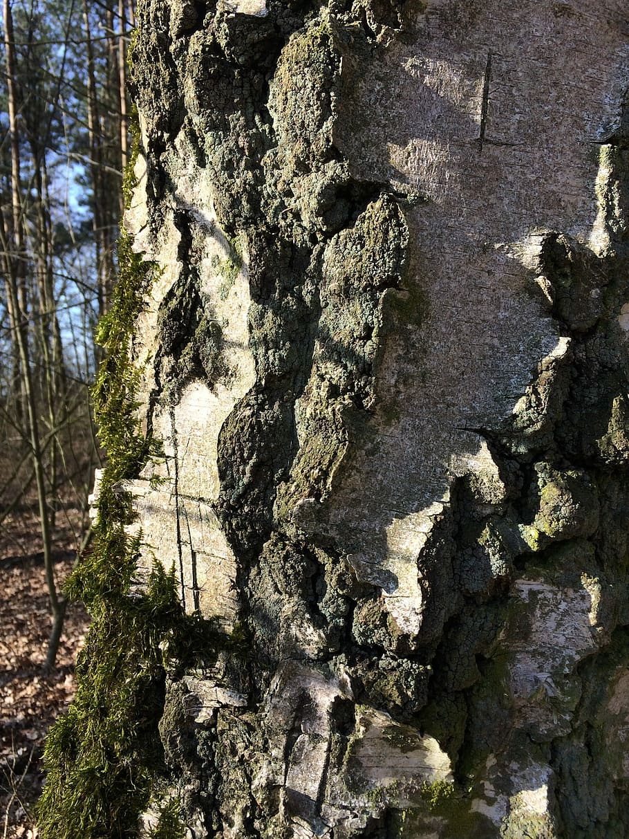bark, natur, sol, træ, tekstureret, ingen mennesker, sollys, dag, tæt på, plante, vækst, træstamme, bagagerum, mønster, udendørs, jord, ro, fuld ramme, skønhed i naturen, ru, klippe, lichen, 2K