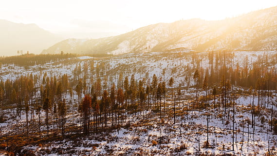 foresta, inverno, giorno, aereo, guarda la fotografia, alberi, campo di neve, fotografia, Marrone, montagna, tramonto, Alba, albero, la neve, natura, paesaggio, all'aperto, Paesaggi, freddo - temperatura, alba - alba, luce del sole, stagione, scena rurale, bellezza nella natura, brina, ghiaccio, sole, temperatura fredda, ambiente, scenics - natura, la tranquillità, scena tranquilla, pianta, terra, catena montuosa, albero di conifere, Pino, bosco di pini, nessuno, bosco, montagna innevata, picco di montagna, 5K, CC0, dominio pubblico, privo di copyright
