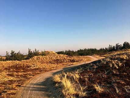 bukit pasir, Heide, pinus, jejak, beristirahat, Denmark, pemandangan pedesaan, langit cerah, pertanian, pemandangan, biru, di luar rumah, langit, menyalin ruang, menanam, adegan yang tenang, ketenangan, alam, lingkungan Hidup, keindahan di alam, jalan, tanah, scenics - alam, hari, tidak ada orang, bidang, adegan non-urban, angkutan, sinar matahari, 4K, CC0, domain publik, bebas royalti
