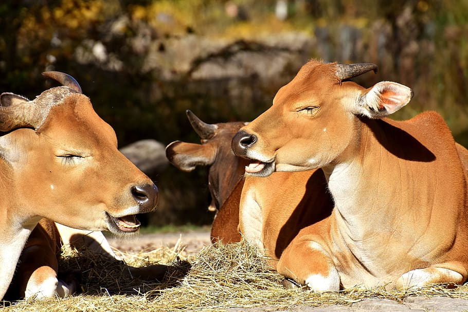 banteng, vedella, bos javanicus, salvatge, fotografia de fauna salvatge, zoo, hellabrunn, munich, retrat animal, naturalesa, animal salvatge, animal, temes d'animals, grup d’animals, mamífer, fauna animal, dos animals, vertebrats, dia, llum solar, animals a la natura, animals domèstics, cap gent, bestiar, terra, herbívors, marró, camp, centrar-se en primer pla, vaca, a l'aire lliure, família d’animals, 5K