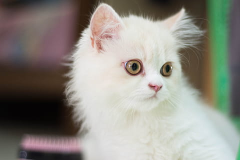 kat, hvid, dyr, kæledyr, kattehuset, killing, orange, brun kat, søvn, natur, nuttet, parker, kat thailand, grå kat, sukkeret, blå øjne, udsigt, persisk, indenlandske, husdyr, et dyr, pattedyr, dyre temaer, indenlandske kat, indendørs, hvid farve, portræt, tæt på, feline, ingen mennesker, fokus på forgrunden, kigger på kameraet, dyr kropsdel, ungt dyr, dyr hoved, bakkenbart, blødhed, lille, perser kat, dyr øje, frisure, 5K, CC0, offentligt domæne, royaltyfrie
