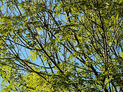 Asche, Baum, Blätter, Geäst, Grün, gemeine Asche, gewöhnliche Asche, hohe Asche, fraxinus excelsior, Laubbaum, Pflanze, Wachstum, grüne Farbe, Flachwinkelansicht, Schönheit in der Natur, keine Leute, Natur, Blatt, Tag, Ast, Hintergründe, Pflanzenteil, Vollbild, Himmel, Ruhe, draußen, Sonnenlicht, Nahansicht, Frische, Baumkrone, Bambuspflanze, 2K, CC0, gemeinfrei, lizenzfrei