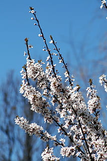 vår, blomst, hage, busk, gren, solskinn, natur, blomster, vårblomster, vårblomstring, hvit blomst, blomstrende plante, anlegg, blomstre, skjørhet, vekst, skjønnhet i naturen, våren, tre, sårbarhet, friskhet, lav vinkel visning, dag, ingen folk, himmel, nærbilde, kvist, kirsebærblomst, kirsebærtre, utendørs, blomsterhodet, 1080P, CC0, offentlig domene, opphavsrett gratis