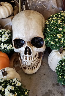 crânio, esqueleto, cabeça, ossos, outono, dia das Bruxas, abóboras, mães, flores, decoração, ninguém, fechar-se, representação, retrato, celebração, olhando para a câmera, criatividade, arte e Artesanato, representação humana, mamífero, dentro de casa, animais domésticos, pets, plantar, dia, 4K, CC0, domínio público, royalty free