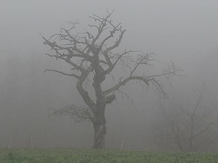 nebbia, albero, incolore, natura, pianta, albero nudo, ambiente, terra, nessuno, la tranquillità, ramo, paesaggio, erba, tronco d'albero, campo, tronco, bellezza nella natura, giorno, all'aperto, scena non urbana, smog, 4K, CC0, dominio pubblico, privo di copyright