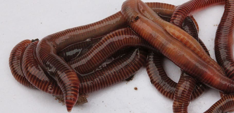 cucs, jardí, compost, atreure, naturalesa, sòl, terra, brutícia, viscós, rastreig, invertebrat, es va estavellar, retorçar-se, segments, ecologia, cau, fang, animal, vertebrats, temes d'animals, menjar i beguda, menjar, cap gent, a l'interior, marisc, un animal, part del cos dels animals, peix, frescor, tir de l'estudi, benestar, primer pla, vista d’angle alt, aliments crus, alimentació saludable, grup d'objectes, marí, escala d’animals, 4K
