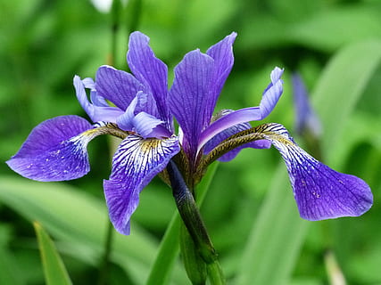 viola, fiore petalo, fioritura, fiore, blu, iris, estate, giardino, blu, iris, estate, giardino, pianta, foglia, natura, fragilità, testa di fiore, bellezza nella natura, pianta fiorita, vulnerabilità, crescita, petalo, avvicinamento, freschezza, infiorescenza, concentrarsi sulle conoscenze acquisite, iris - pianta, giorno, nessuno, sepalo, 4K, CC0, dominio pubblico, privo di copyright