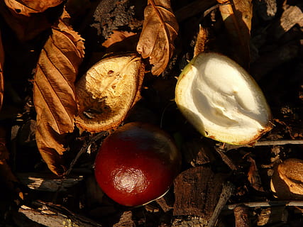castanya, buckeye, fruita, preocupacions, sòl, recollir, tardor, fruites, marró, brilli, tòxics, sòl del bosc, terra, herba, molsa, fulles, shell, espinós, petxig, màniga, menjar i beguda, alimentació saludable, menjar, cap gent, a l'aire lliure, frescor, primer pla, benestar, naturalesa, vegetals, dia, bolets, full, planta, llum solar, arbre, fong, camp, toadstool, 2K, CC0, domini públic, lliure de regalies