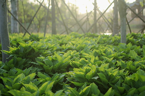 de lente, origineel, behang, forestlight, groen, eigenschappen, avond, groene kleur, fabriek, land-, groei, deel van de plant, blad, natuur, voedsel, groente, boom, versheid, geen mensen, dag, schoonheid in de natuur, eten en drinken, Bos, veld-, overvloed, landbouw, kalmte, buitenshuis, plantage, 2K, CC0, publiek domein, royaltyvrij