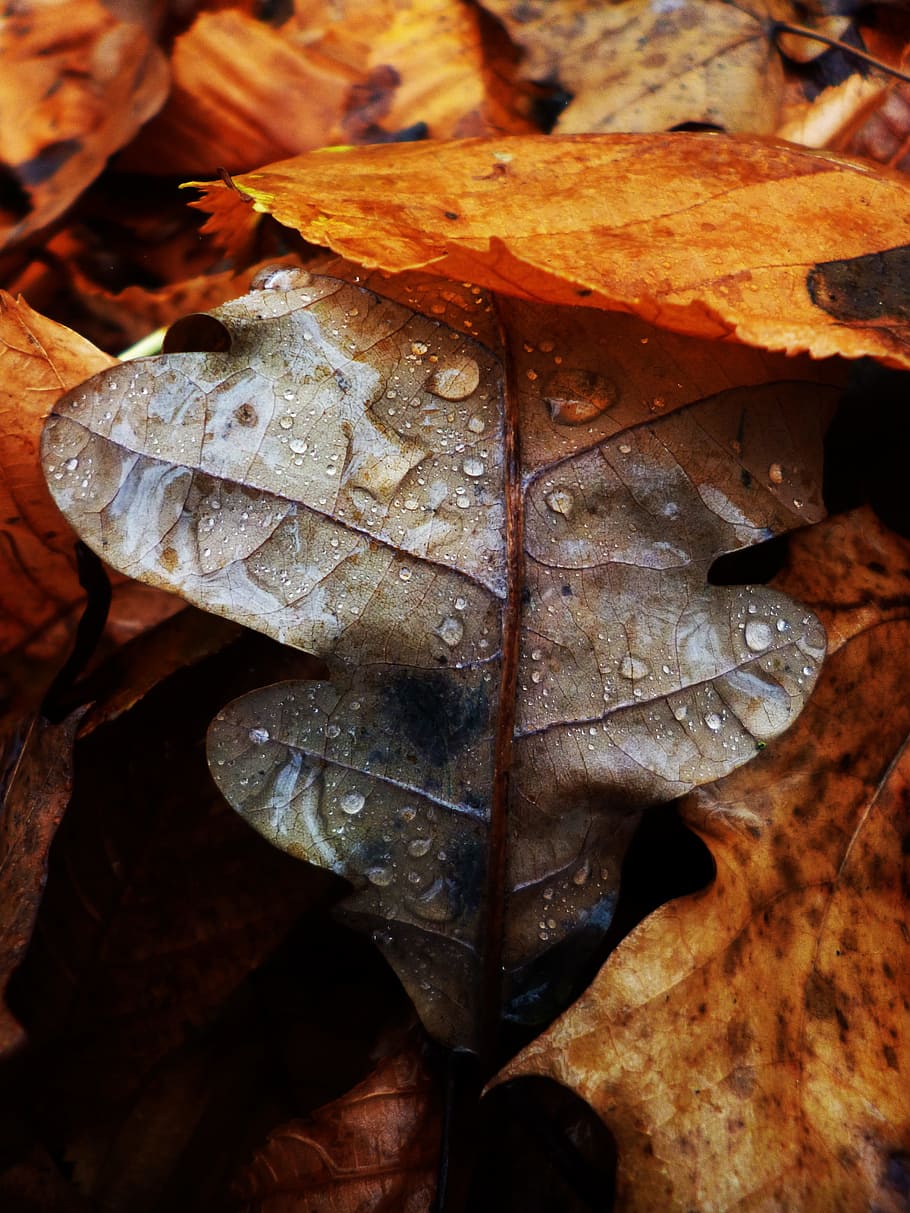 Blatt, fallen, Makro, Tropfen, Natur, Wasser, Tau, Wassertropfen, Regentropfen, detailliert, nass, trocken, Makrofotografie, regnerisches Wetter, Herbstblätter, Herbst, Pflanzenteil, Veränderung, Nahansicht, Blätter, keine Leute, Tag, Schönheit in der Natur, Vollbild, draußen, High Angle View, Verletzlichkeit, Blattvene, Zerbrechlichkeit, natürlicher Zustand, Ahornblatt, Reinheit, 4K