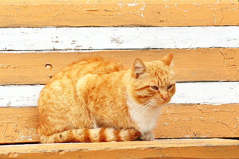 gatto, panchina, seduta, testa Rossa, felino, gatto domestico, domestico, animali domestici, mammifero, animale, un animale, temi animali, legno - materiale, vertebrato, caratteristica della parete, nessuno, giorno, rilassamento, struttura costruita, analizzare, cercare, guardare, architettura, baffo, gatto rosso, 4K, CC0, dominio pubblico, privo di copyright