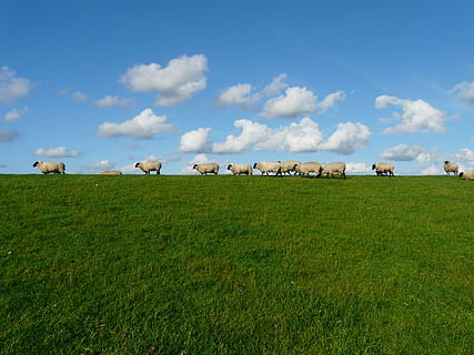 11, wit, schapen, grasveld, dieren, wolken, veld-, kudde, gras, grasland, begrazing, landschap, natuur, weide, hemel, land-, vee, huisdieren, zoogdier, huiselijk, fabriek, milieu, groep dieren, wolk - lucht, dierlijke thema's, dier, groene kleur, geen mensen, buitenshuis, kudde-, plantenetend, 2K, CC0, publiek domein, royaltyvrij