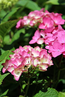 hydrangeas, ortanca, pembe, doğa, çiçek, yaz, Çiçek açmak, bitki, Bahçe, bitki örtüsü, ortanca çiçek, süs çalı, dekoratif, çiçekli bitki, doğada güzellik, pembe renk, taçyaprağı, Güvenlik açığı, tazelik, kırılganlık, kapatmak, büyüme, çiçeklenme, ön plana odaklanmak, çiçek kafa, bitki bölümü, insansız, gün, Yaprak, açık havada, leylak, Çiçek demeti, 5K, CC0, kamu malı, telif ücretsiz