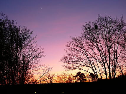 solnedgang, gradient, violet, lyserød, træer, træ, silhuet, himmel, plante, skønhed i naturen, natur, ro, scenics - natur, rolig scene, ingen mennesker, sky - himmel, afdeling, orange farve, bare træ, udendørs, lyserød farve, dramatisk himmel, idyllisk, vækst, mørk, lilla, romantisk himmel, 2K, CC0, offentligt domæne, royaltyfrie