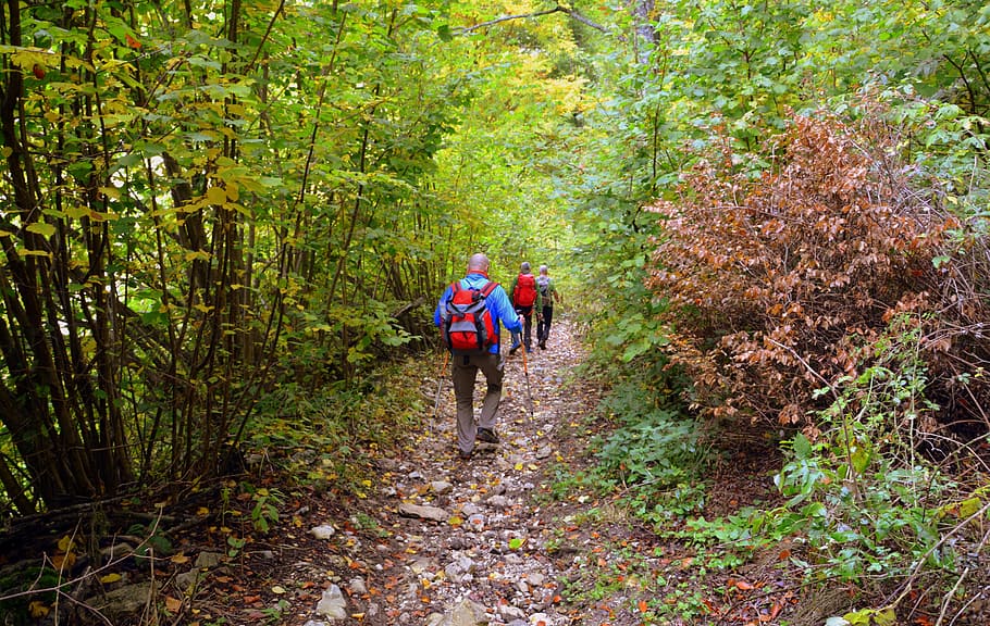 escursione, foresta, autunno, pista, camminando con bastoni, montagna, il percorso europeo, e5, Lessinia, Italia, albero, a piedi, attività di svago, pianta, terra, escursioni a piedi, persone reali, attività, sentiero, lunghezza intera, gruppo di persone, uomini, natura, persone, crescita, stili di vita, mezzi di trasporto, zaino, adulto, all'aperto, bosco, 5K