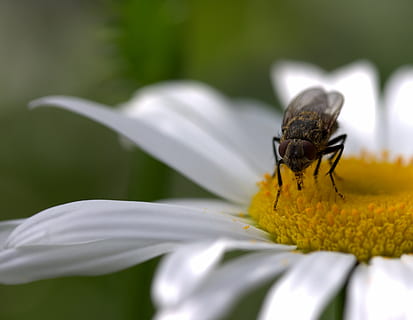 volar, margarida, pol·len, treballar, insecta, naturalesa, flor, blanc, planta, planta amb flors, temes d'animals, invertebrat, vulnerabilitat, fragilitat, animal, insecte, animals a la natura, un animal, creixement, bellesa a la natura, fauna animal, cap de flor, pètal, frescor, primer pla, inflorescència, enfocament selectiu, cap gent, polinització, a l'aire lliure, ala dels animals, 2K, CC0, domini públic, lliure de regalies